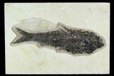 Fossil Fish (Knightia) - Green River Formation #129737-1